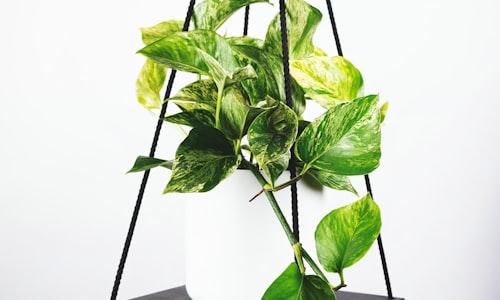 欧洲顶级足球俱乐部球队合影，包括皇家马德里、巴塞罗那、拜仁慕尼黑等